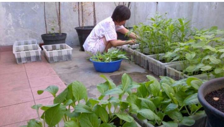 Detail Tanam Sayur Di Rumah Nomer 3