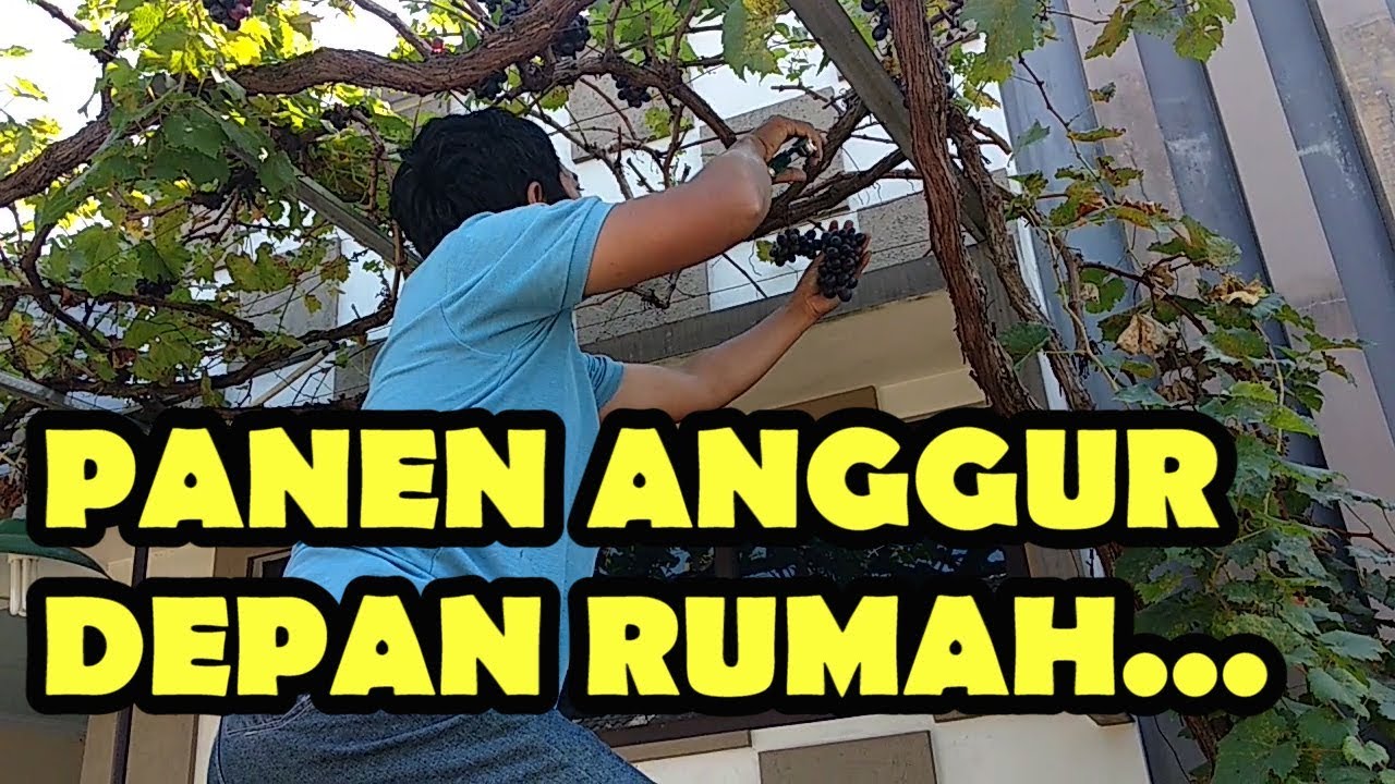 Detail Tanaman Anggur Depan Rumah Nomer 18