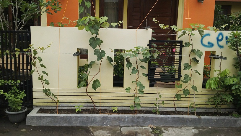 Detail Tanaman Anggur Depan Rumah Nomer 35