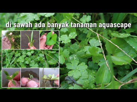 Detail Tanaman Aquascape Di Sawah Nomer 7