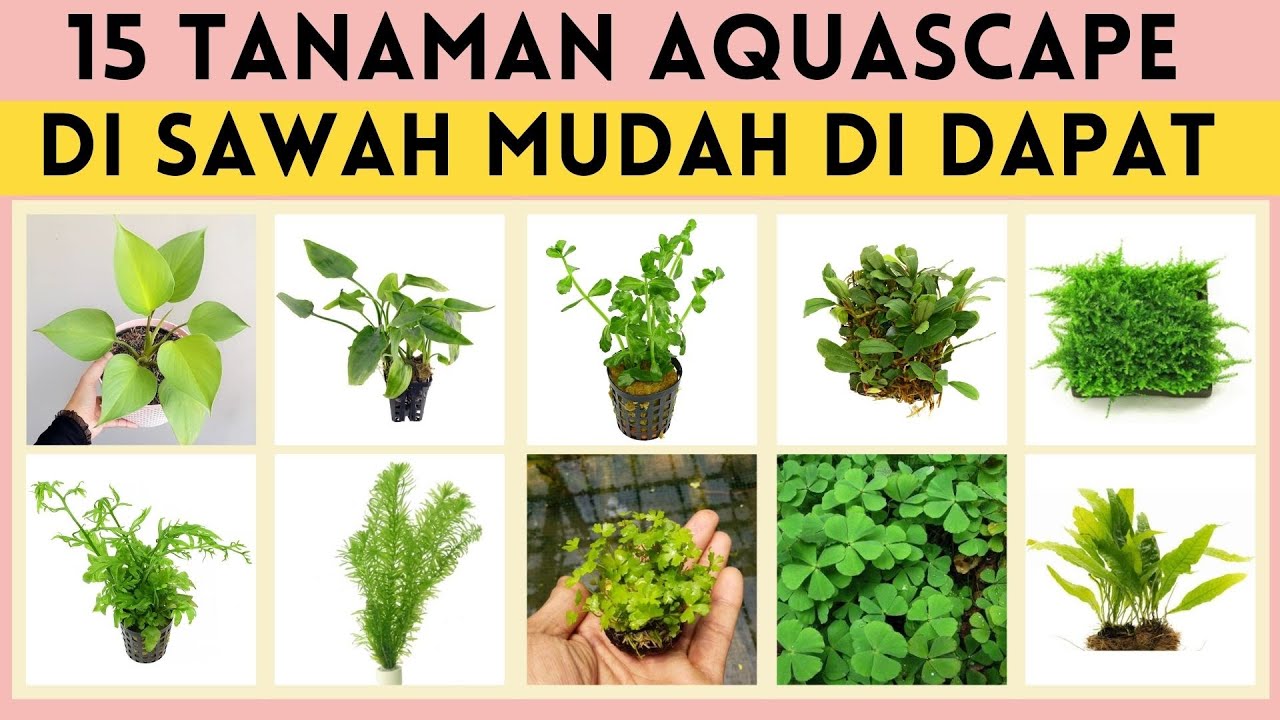 Detail Tanaman Aquascape Di Sawah Nomer 2