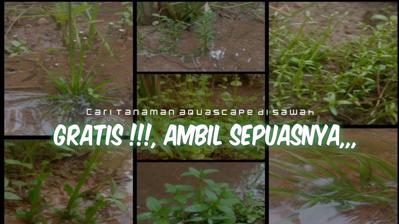 Detail Tanaman Aquascape Di Sawah Nomer 30