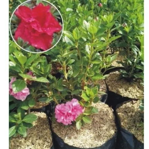 Detail Tanaman Azalea Nomer 17