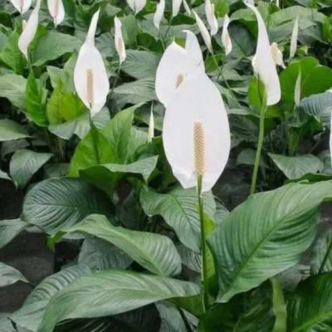 Detail Tanaman Berbunga Putih Nomer 23
