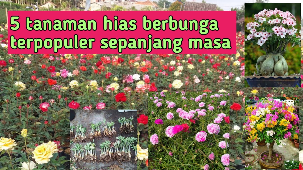 Detail Tanaman Berbunga Sepanjang Tahun Nomer 21