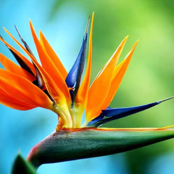 Detail Tanaman Bird Of Paradise Nomer 13