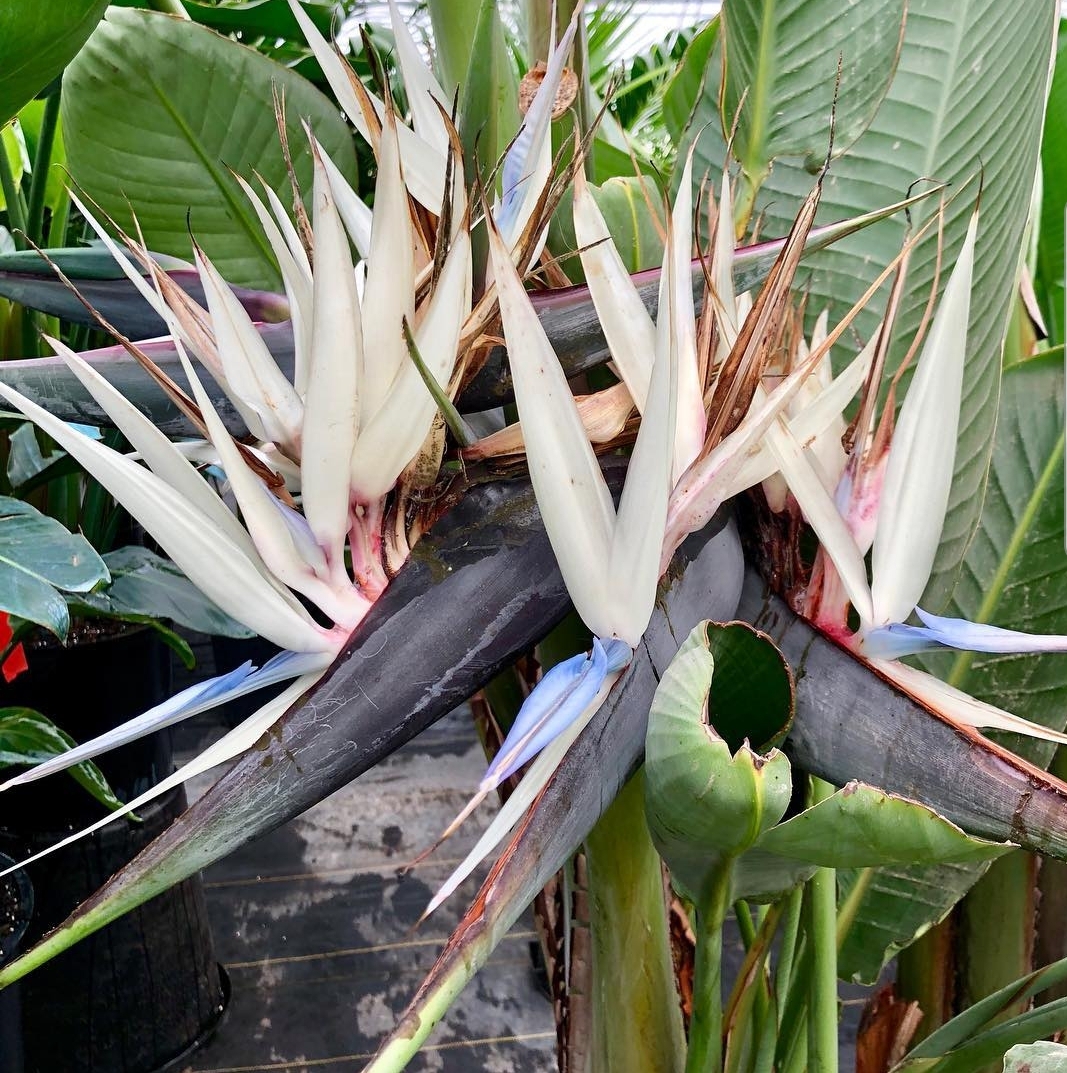 Detail Tanaman Bird Of Paradise Nomer 6