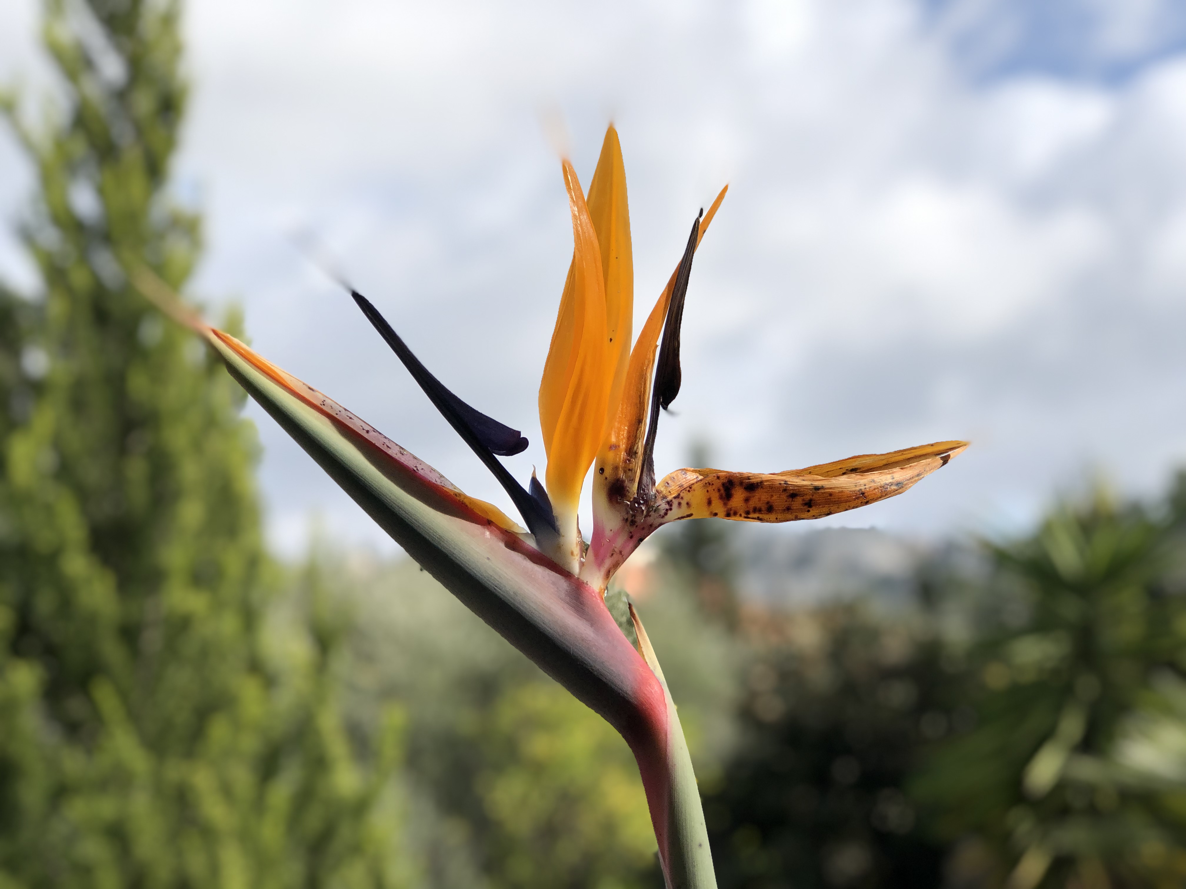 Detail Tanaman Bird Of Paradise Nomer 45