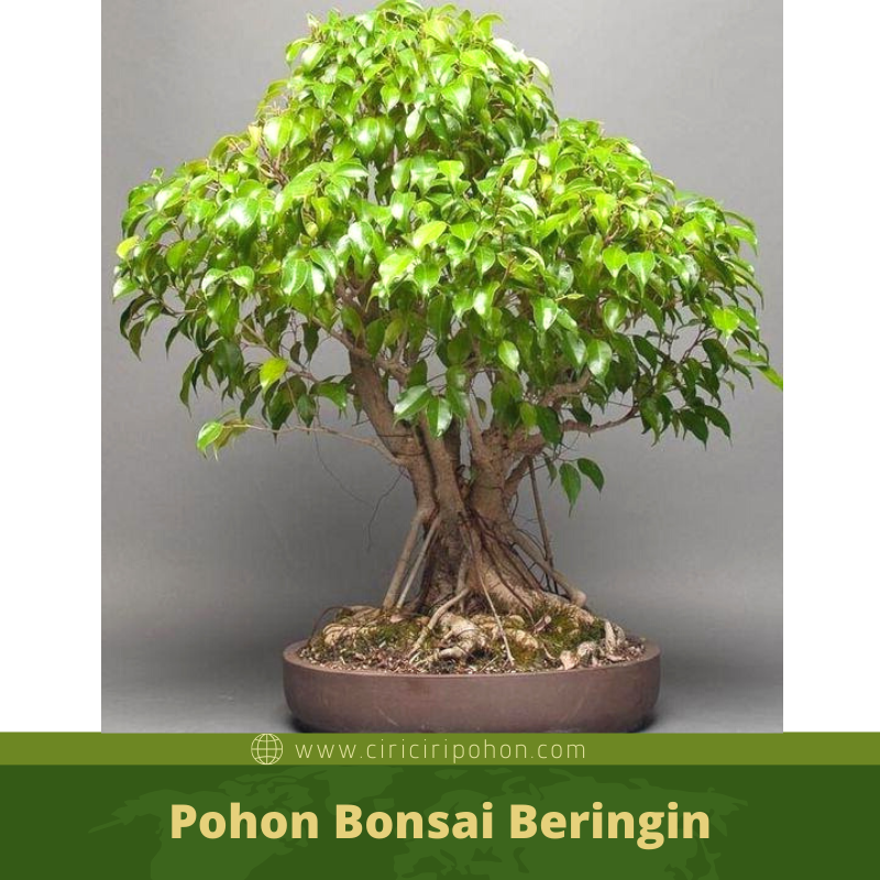 Detail Tanaman Bonsai Beringin Nomer 8