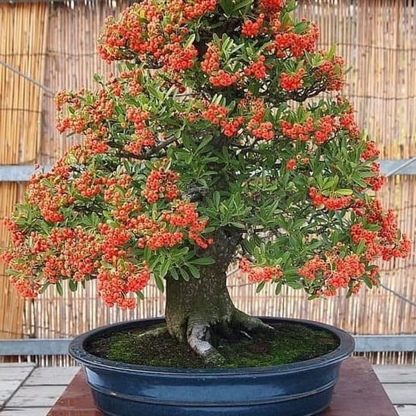 Detail Tanaman Bonsai Buah Nomer 16