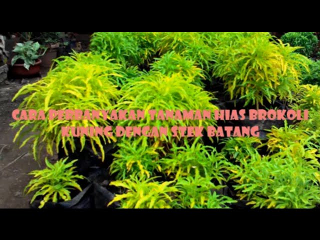 Download Tanaman Brokoli Hias Nomer 51