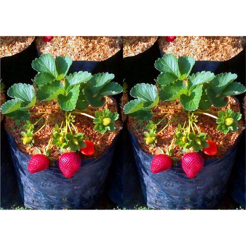 Detail Tanaman Buah Strawberry Nomer 4