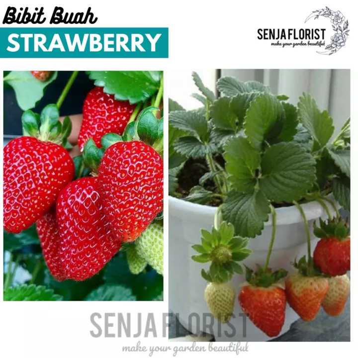 Detail Tanaman Buah Strawberry Nomer 40