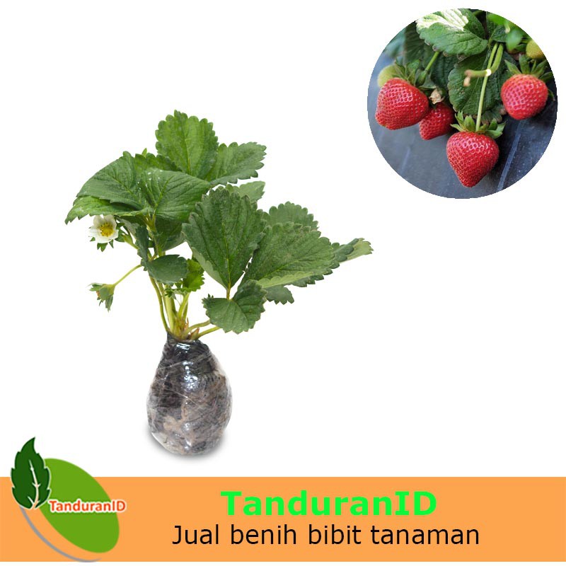 Detail Tanaman Buah Strawberry Nomer 44