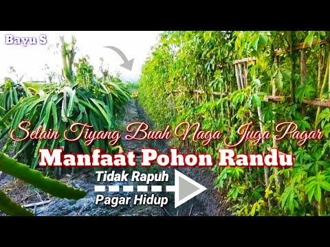 Detail Tanaman Buah Untuk Pagar Nomer 34