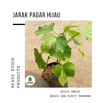 Detail Tanaman Buah Untuk Pagar Nomer 38