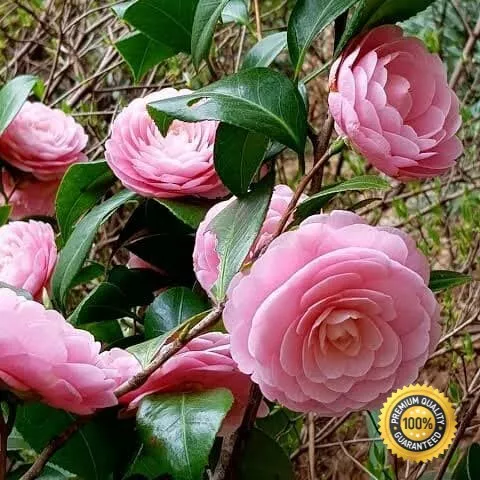 Detail Tanaman Bunga Camelia Nomer 13