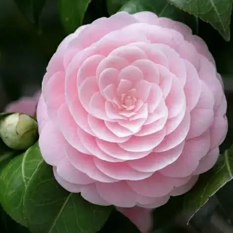 Detail Tanaman Bunga Camelia Nomer 15