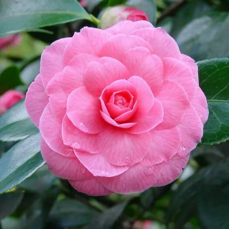 Detail Tanaman Bunga Camelia Nomer 17