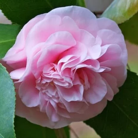 Detail Tanaman Bunga Camelia Nomer 38
