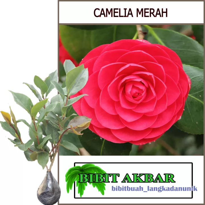 Detail Tanaman Bunga Camelia Nomer 49