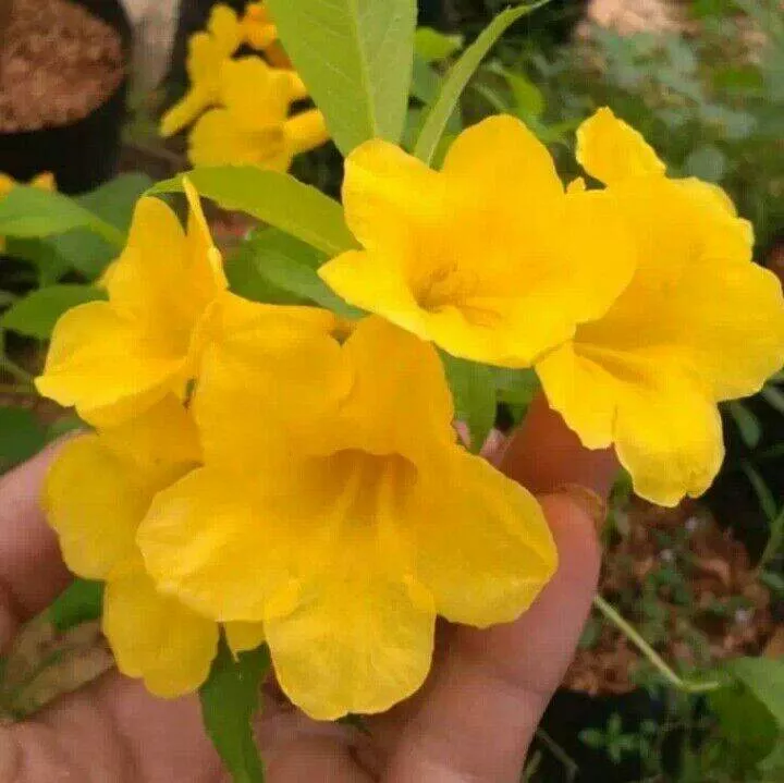 Detail Tanaman Bunga Kuning Nomer 30