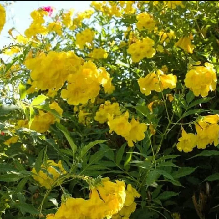 Detail Tanaman Bunga Kuning Nomer 6