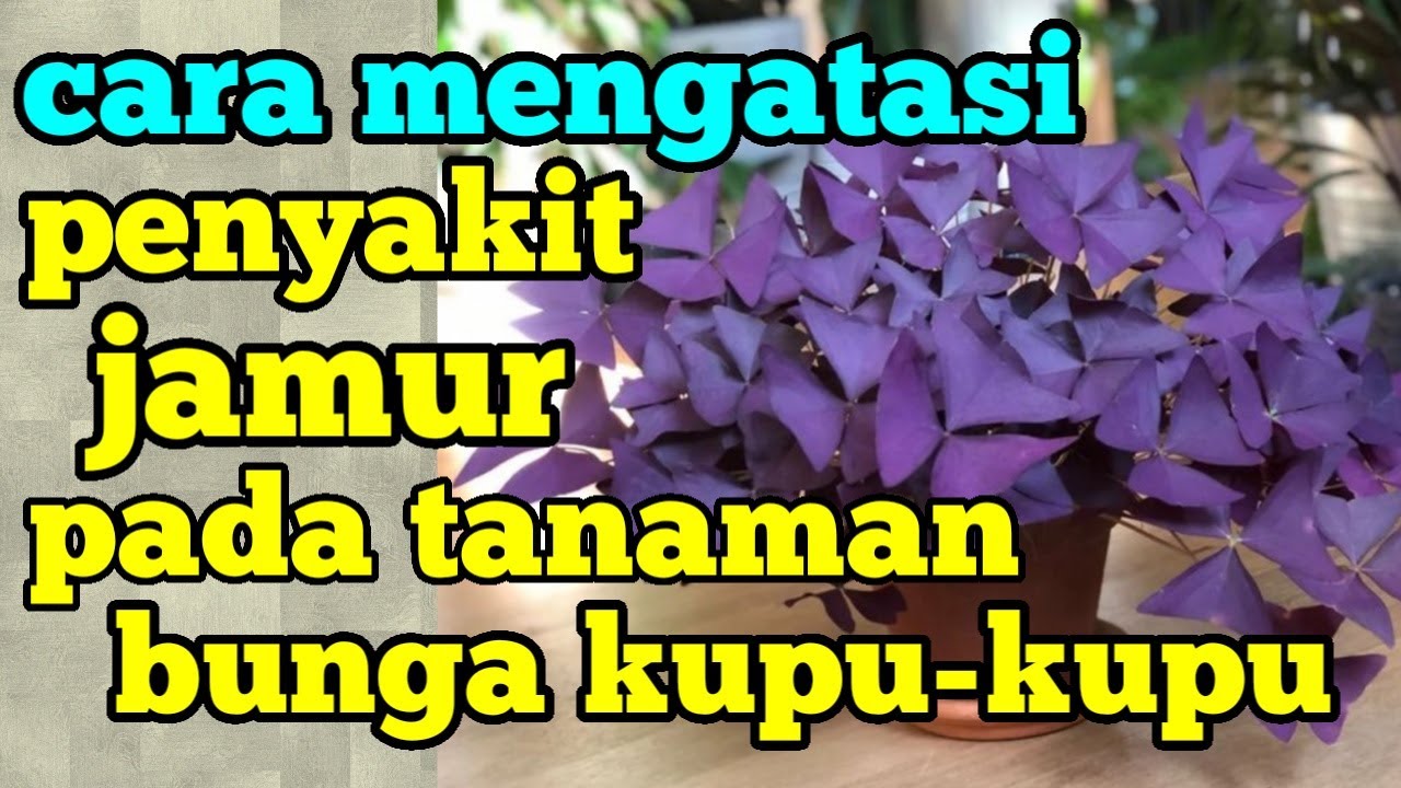 Detail Tanaman Bunga Kupu Kupu Nomer 47