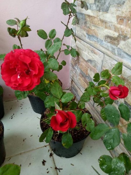 Detail Tanaman Bunga Mawar Merah Nomer 11