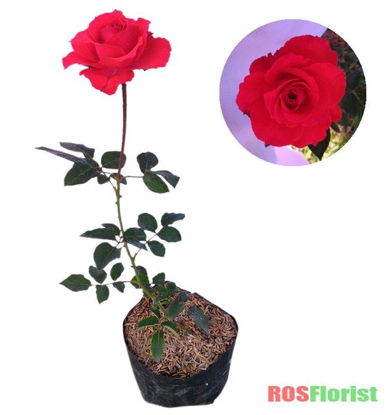 Detail Tanaman Bunga Mawar Merah Nomer 30