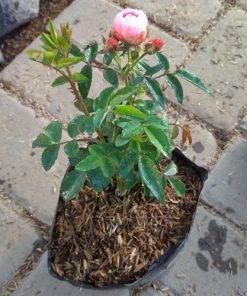 Download Tanaman Bunga Mawar Nomer 49