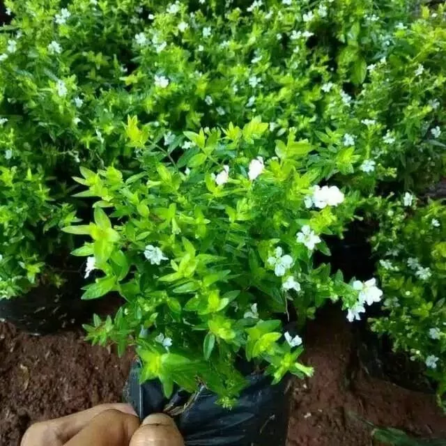 Detail Tanaman Bunga Putih Nomer 22