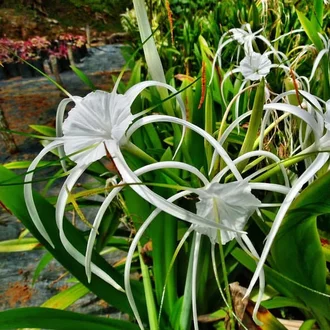 Detail Tanaman Bunga Putih Nomer 24