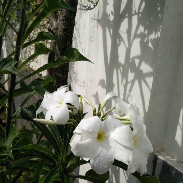 Detail Tanaman Bunga Putih Nomer 46