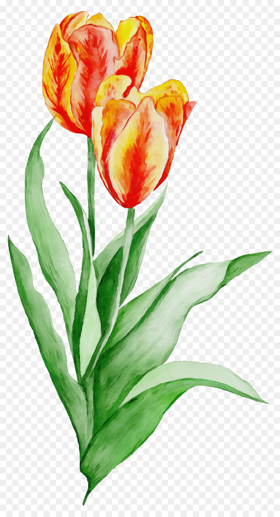 Detail Tanaman Bunga Tulip Nomer 45