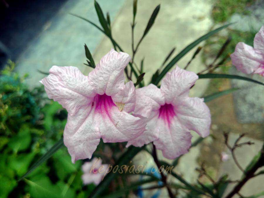 Detail Tanaman Bunga Ungu Kecil Nomer 51