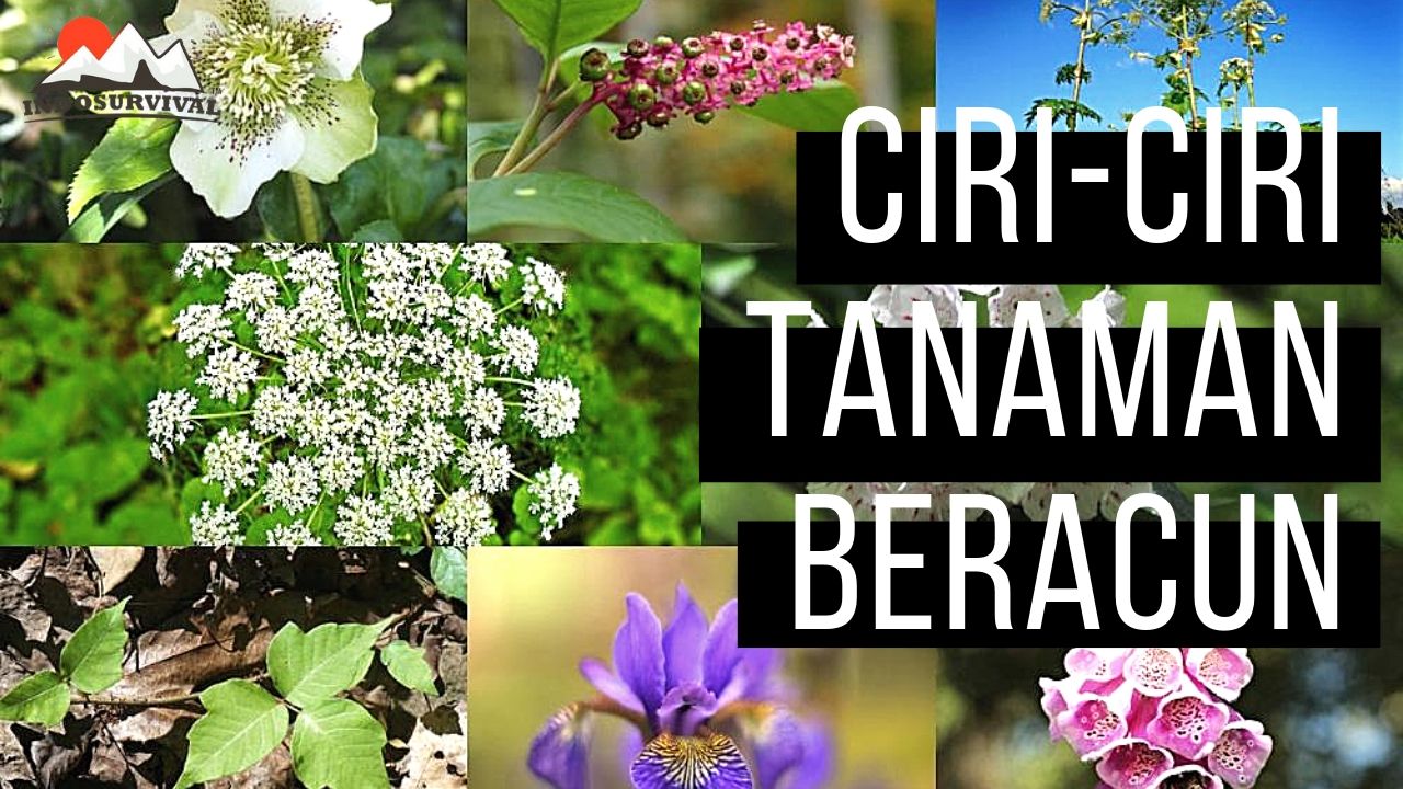 Detail Tanaman Bunga Yang Beracun Nomer 23