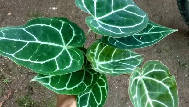 Detail Tanaman Bunga Yang Beracun Nomer 24
