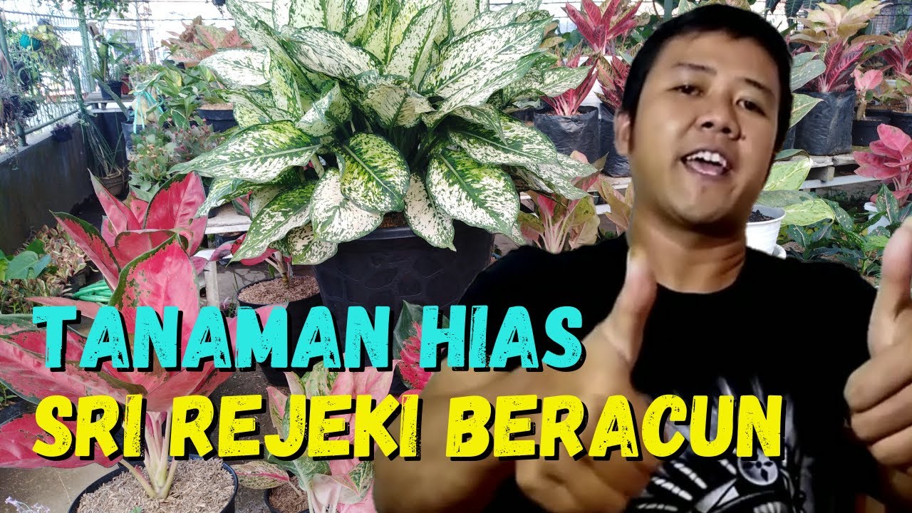 Detail Tanaman Bunga Yang Beracun Nomer 32