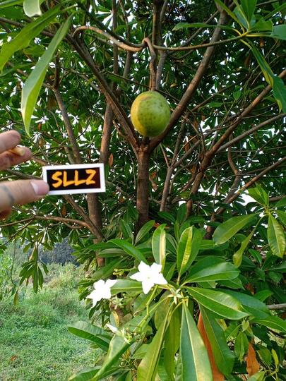 Detail Tanaman Bunga Yang Beracun Nomer 42