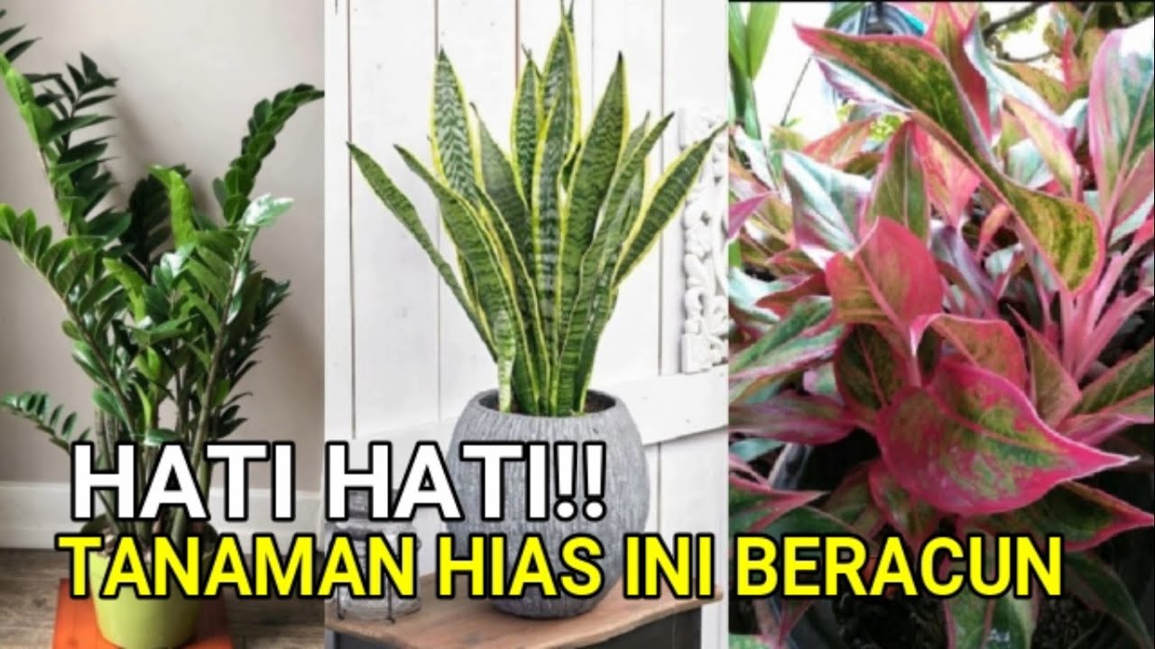 Detail Tanaman Bunga Yang Beracun Nomer 51