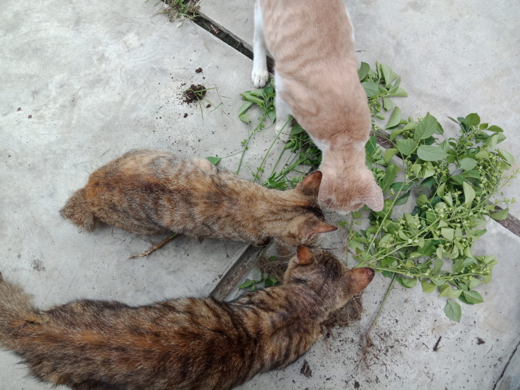 Detail Tanaman Catnip Untuk Kucing Nomer 19