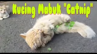 Detail Tanaman Catnip Untuk Kucing Nomer 25