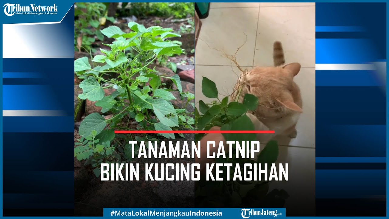 Detail Tanaman Catnip Untuk Kucing Nomer 33