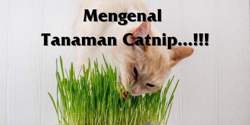 Detail Tanaman Catnip Untuk Kucing Nomer 34