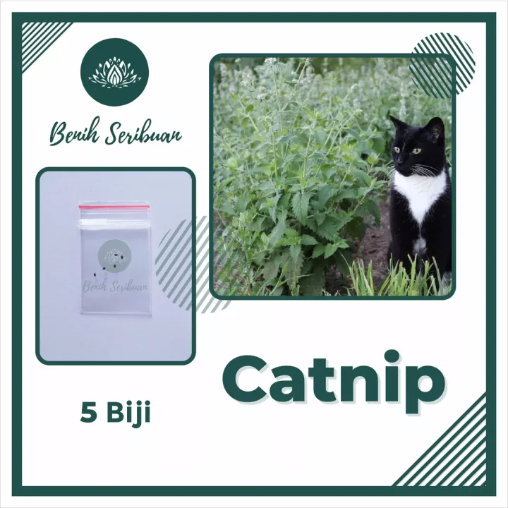 Detail Tanaman Catnip Untuk Kucing Nomer 49