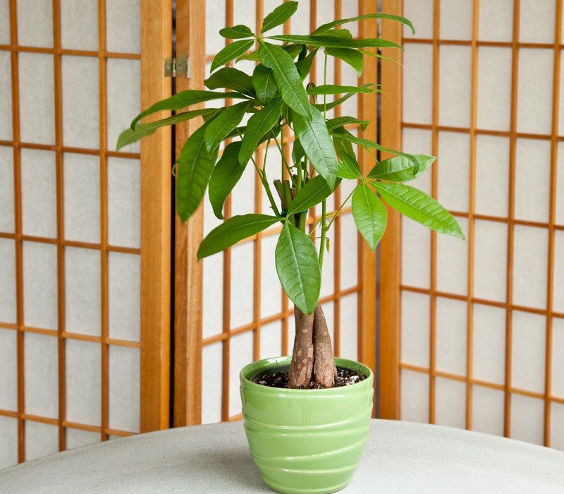 Tanaman Dalam Pot - KibrisPDR