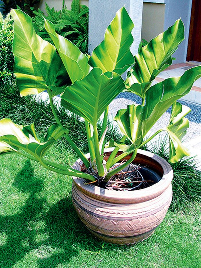 Detail Tanaman Dalam Pot Nomer 14