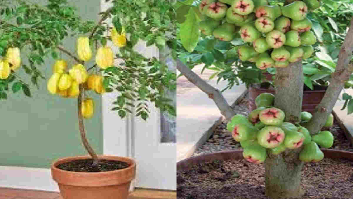 Detail Tanaman Dalam Pot Nomer 15