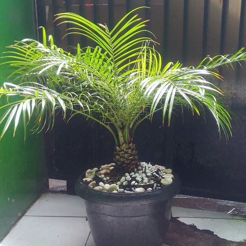 Detail Tanaman Dalam Pot Nomer 19